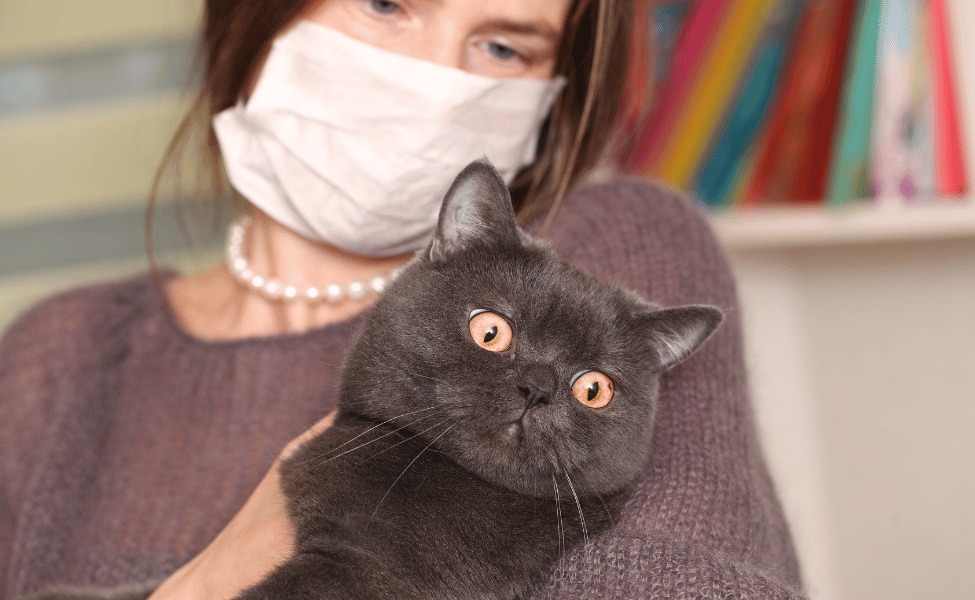 Mitos atau Fakta Kucing Penyebab Toksoplasma pada Ibu Hamil