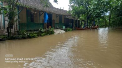Banjir Bengawan Solo Mulai Surut, 24 Rumah di Desa Jimbung Blora Masih Terendam