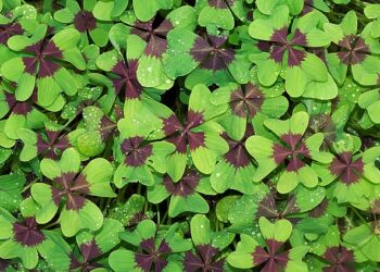 Hoki atau Apes? Cek Ramalan Zodiak Hari Ini!