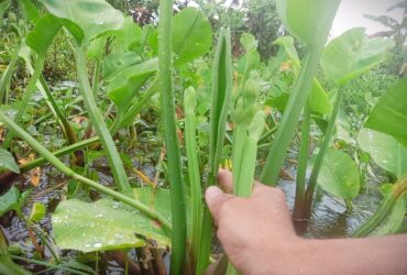 Genjer Tanaman Terlarang Di Jaman Orde Baru