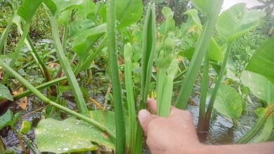 Genjer Tanaman Terlarang Di Jaman Orde Baru
