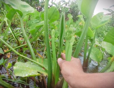 Genjer Tanaman Terlarang Di Jaman Orde Baru
