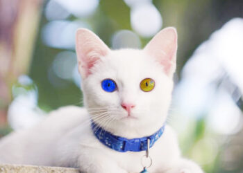 Kucing Khao Manee Kucing Termahal di Dunia Bermata Berlian dengan Harga Setara 30 Kali Gaji PNS Golongan IVe