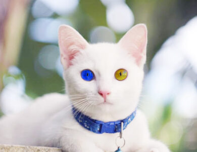 Kucing Khao Manee Kucing Termahal di Dunia Bermata Berlian dengan Harga Setara 30 Kali Gaji PNS Golongan IVe