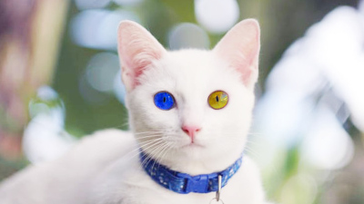 Kucing Khao Manee Kucing Termahal di Dunia Bermata Berlian dengan Harga Setara 30 Kali Gaji PNS Golongan IVe