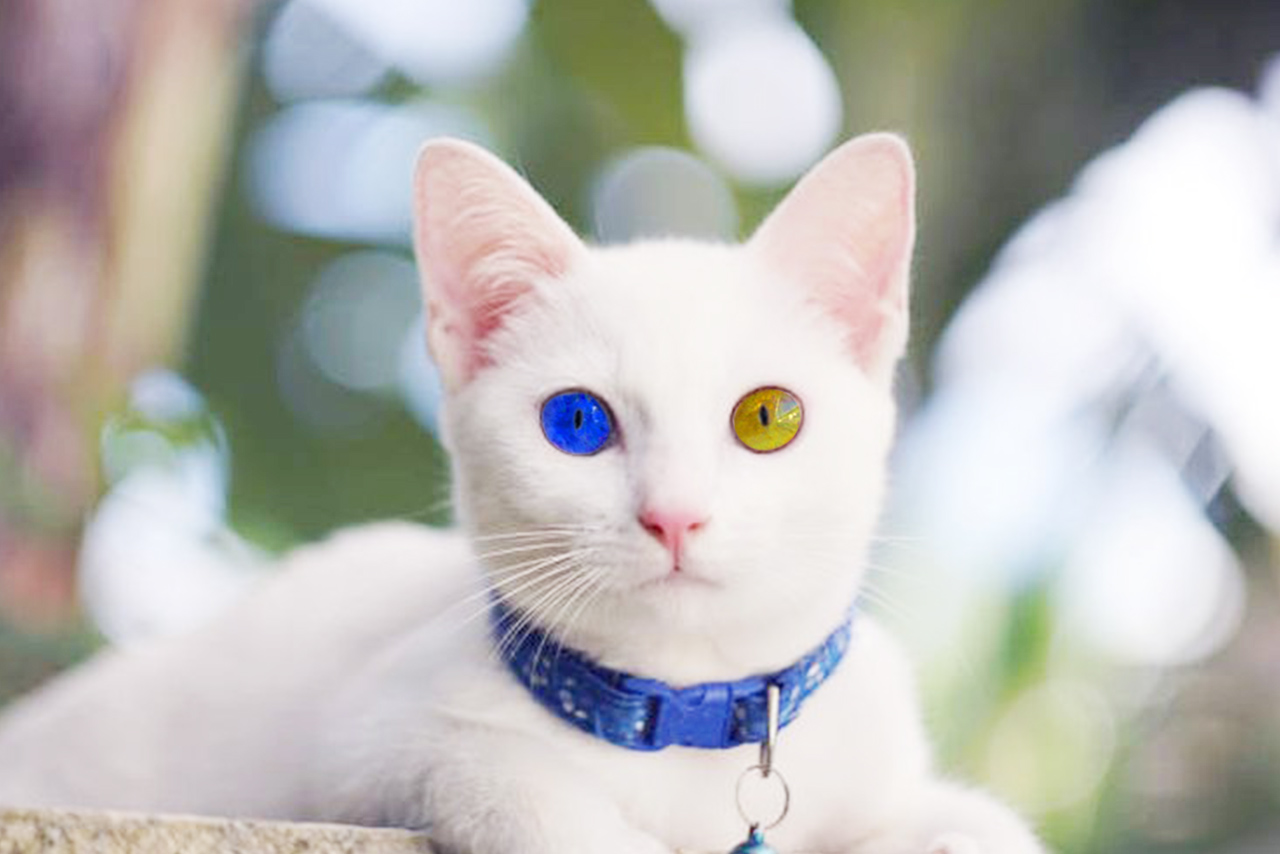 Kucing Khao Manee Kucing Termahal di Dunia Bermata Berlian dengan Harga Setara 30 Kali Gaji PNS Golongan IVe