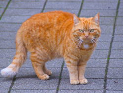 Kucing OREN! Fakta dan Mitos Kucing Berwarna Orange Si Preman Peguasa Jalanan
