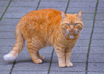 Kucing Oren Fakta Dan Mitos Kucing Berwarna Orange Si Preman Penguasa Jalanan