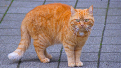 Kucing Oren Fakta Dan Mitos Kucing Berwarna Orange Si Preman Penguasa Jalanan