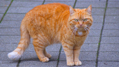 Kucing Oren Fakta Dan Mitos Kucing Berwarna Orange Si Preman Penguasa Jalanan