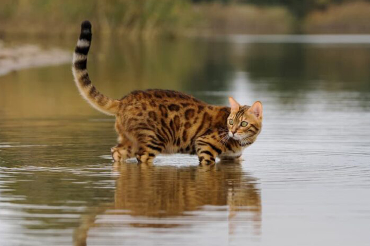 Sejarah dan Fakta Unik Bengal Cats Kucing Termahal di Dunia