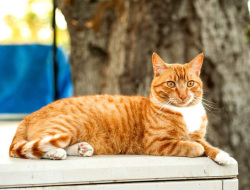 Si OYEN The Ginger CAT! Fakta Menarik dan Unik Kucing Berwarna Orange dengan Julukan Sang Preman Jalanan