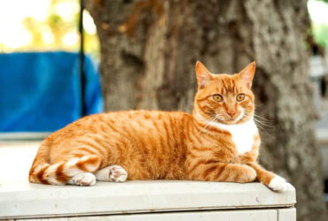 Si Oyen The Ginger Cat Fakta Menarik Dan Unik Kucing Berwarna Orange Dengan Julukan Sang Preman Jalanan
