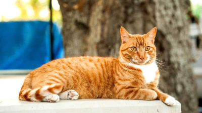 Si Oyen The Ginger Cat Fakta Menarik Dan Unik Kucing Berwarna Orange Dengan Julukan Sang Preman Jalanan