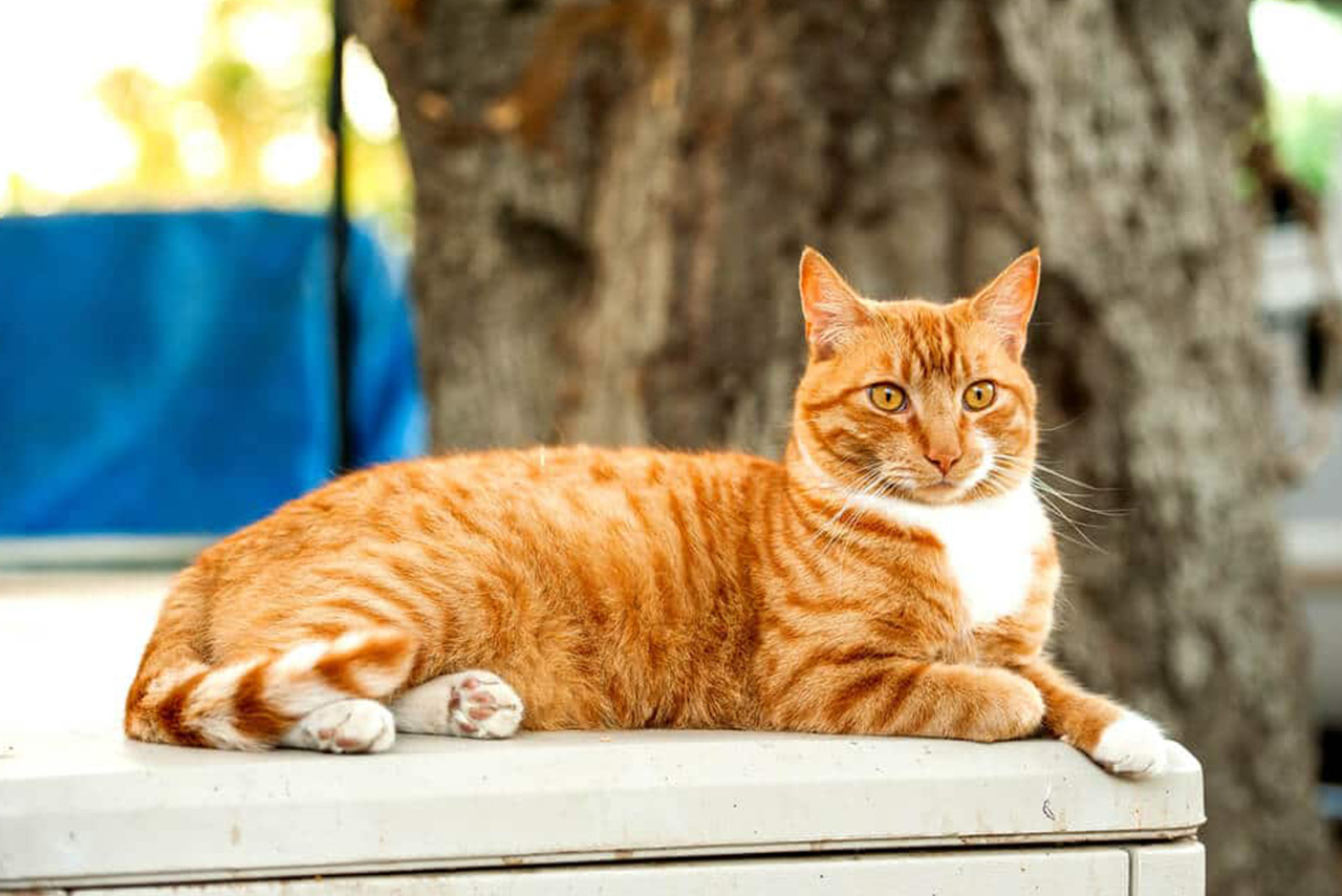 Si Oyen The Ginger Cat Fakta Menarik Dan Unik Kucing Berwarna Orange Dengan Julukan Sang Preman Jalanan
