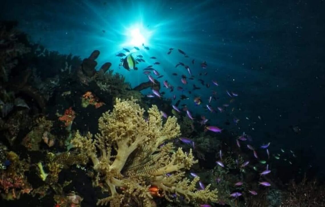 Olele Tak Kalah Menawan dari Raja Ampat dan Wakatobi! Indonesia Punya Surga ...