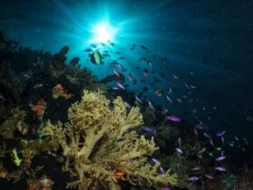 Tak Kalah Menawan dari Raja Ampat dan Wakatobi! Indonesia Punya Surga Bawah Laut di Taman Laut Olele Sulawesi