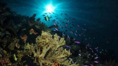 Tak Kalah Menawan dari Raja Ampat dan Wakatobi! Indonesia Punya Surga Bawah Laut di Taman Laut Olele Sulawesi