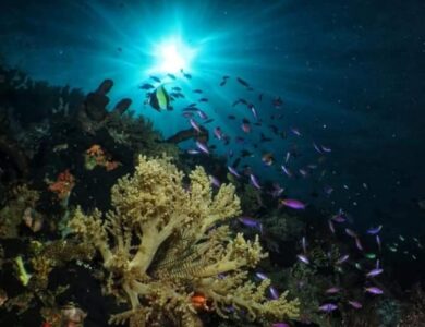 Tak Kalah Menawan dari Raja Ampat dan Wakatobi! Indonesia Punya Surga Bawah Laut di Taman Laut Olele Sulawesi