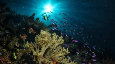 Tak Kalah Menawan dari Raja Ampat dan Wakatobi! Indonesia Punya Surga Bawah Laut di Taman Laut Olele Sulawesi