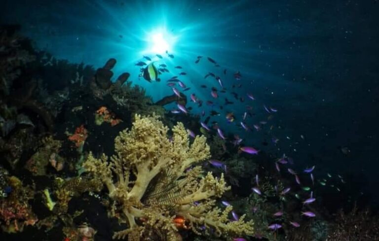 Tak Kalah Menawan dari Raja Ampat dan Wakatobi! Indonesia Punya Surga Bawah Laut di Taman Laut Olele Sulawesi