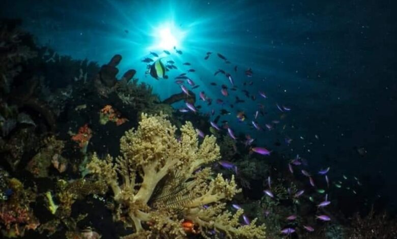 Tak Kalah Menawan dari Raja Ampat dan Wakatobi! Indonesia Punya Surga Bawah Laut di Taman Laut Olele Sulawesi