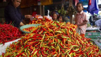 Turun Harga Cabai Hari Ini Per 17 Maret 2024 di Wilayah Blora Jawa Tengah