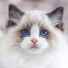 asal-usul-ragdoll-cat-kucing-termahal-di-dunia-dengan-harga-setara-7-kali-gaji-pppk-golongan-9