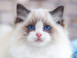 Asal Usul Ragdoll Cat, Kucing Termahal di Dunia dengan Harga Setara 7 Kali Gaji PPPK Golongan 9