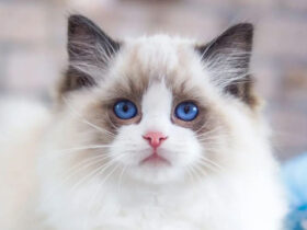 Asal Usul Ragdoll Cat Kucing Termahal di Dunia dengan Harga Setara 7 Kali Gaji PPPK Golongan 9