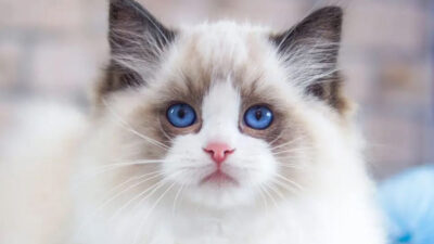 Asal Usul Ragdoll Cat Kucing Termahal di Dunia dengan Harga Setara 7 Kali Gaji PPPK Golongan 9