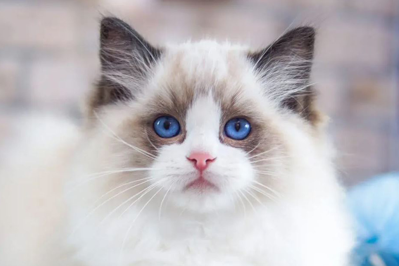 Asal Usul Ragdoll Cat Kucing Termahal di Dunia dengan Harga Setara 7 Kali Gaji PPPK Golongan 9