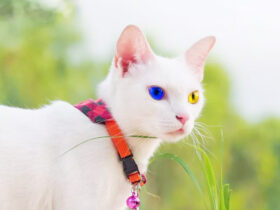 Fakta dan Mitos Khao Manee Kucing Bermata Berlian Dengan Harga Setara 10 iPhone 14 Pro Max