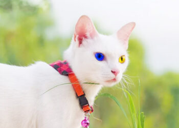 Fakta dan Mitos Khao Manee Kucing Bermata Berlian Dengan Harga Setara 10 iPhone 14 Pro Max