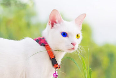 Fakta dan Mitos Khao Manee Kucing Bermata Berlian Dengan Harga Setara 10 iPhone 14 Pro Max