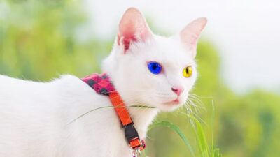 Fakta dan Mitos Khao Manee, Kucing Bermata Berlian Dengan Harga Setara 10 iPhone 14 Pro Max