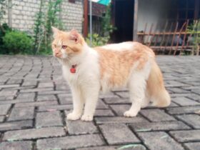 Pemilik Anabul Wajib Simak Tips Merawat Kucing Saat Ditinggal Mudik Lebaran Nomor 5 dan 6 Sangat Penting