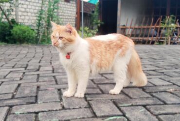 Pemilik Anabul Wajib Simak Tips Merawat Kucing Saat Ditinggal Mudik Lebaran Nomor 5 dan 6 Sangat Penting