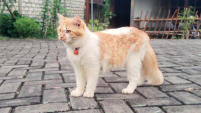 Pemilik Anabul Wajib Simak Tips Merawat Kucing Saat Ditinggal Mudik Lebaran Nomor 5 dan 6 Sangat Penting