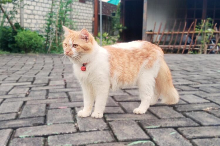 Pemilik Anabul Wajib Simak Tips Merawat Kucing Saat Ditinggal Mudik Lebaran Nomor 5 dan 6 Sangat Penting