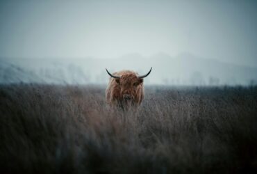 Kepribadian Zodiak Taurus, Si Banteng yang Sabar dan Praktis