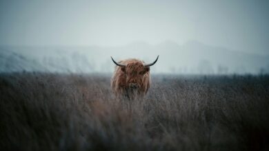 Kepribadian Zodiak Taurus, Si Banteng yang Sabar dan Praktis