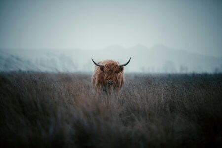 Kepribadian Zodiak Taurus, Si Banteng yang Sabar dan Praktis