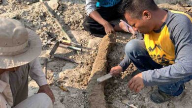 Berusia Ratusan Ribu Tahun Fosil Gading Gajah Purba Ditemukan Warga Blora di Sungai Bengawan Solo