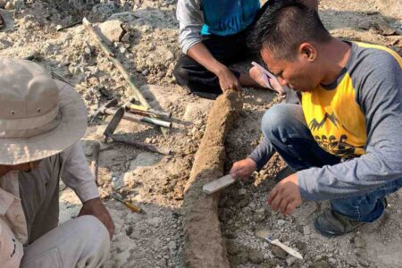 Berusia Ratusan Ribu Tahun Fosil Gading Gajah Purba Ditemukan Warga Blora di Sungai Bengawan Solo