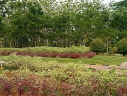 Menjelajahi Keindahan dan Keunikan Taman Bukit Daun Tuban, Bekas Luka Alam yang Disulap Menjadi Destinasi Wisata Menakjubkan