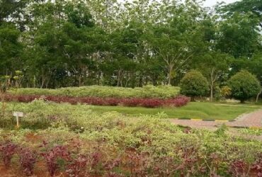 Menjelajahi Keindahan dan Keunikan Taman Bukit Daun Tuban, Bekas Luka Alam yang Disulap Menjadi Destinasi Wisata Menakjubkan