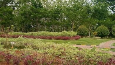 Menjelajahi Keindahan dan Keunikan Taman Bukit Daun Tuban, Bekas Luka Alam yang Disulap Menjadi Destinasi Wisata Menakjubkan