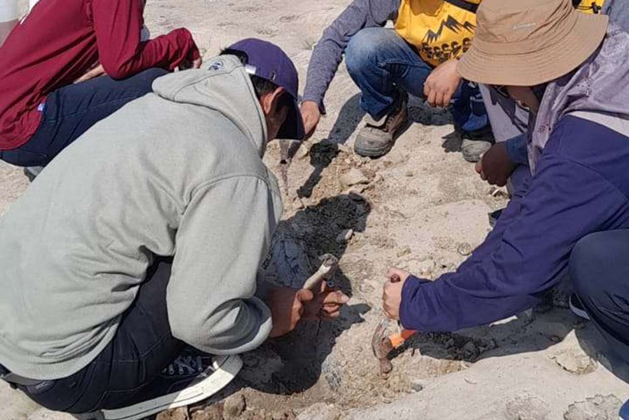 Fosil Gading Gajah Purba Ditemukan di Sungai Bengawan Solo Cepu Blora