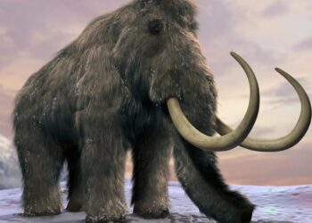 Fosil Gading Gajah Purba Ditemukan Warga Cepu Kabupaten Blora di Sungai Bengawan Solo Ini Penampakannya